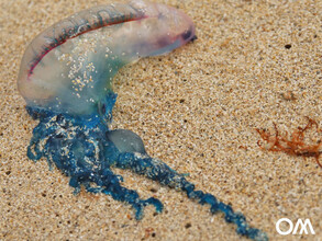 Jellyfish on the beach of Fuerteventura