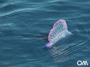 [Translate to English:] Jellyfish in the water while surfing in Fuerteventura