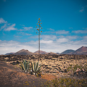 Plant in the desert on Fuerteventura