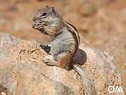 Atlas squirrel on Fuerteventura